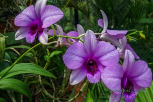 Dom orchideí v Peradeniya