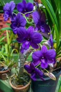 Dom orchideí v Peradeniya