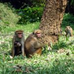 Opice v botanickej záhrade Peradeniya