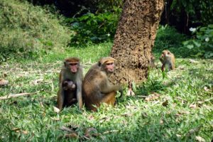Opice v botanickej záhrade Peradeniya