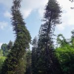 "Opité" stromy v botanickej záhrade Peradeniya