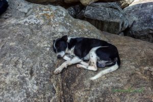 Spiaci psík na vrchole Pidurangala Rock