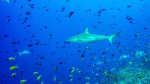 gray reef shark